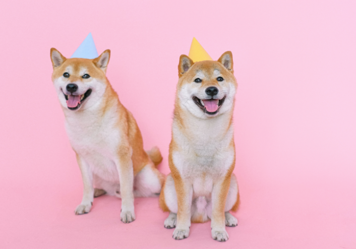 How to Identify Good vs. Bad Dog Treats