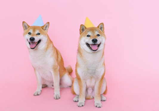How to Identify Good vs. Bad Dog Treats