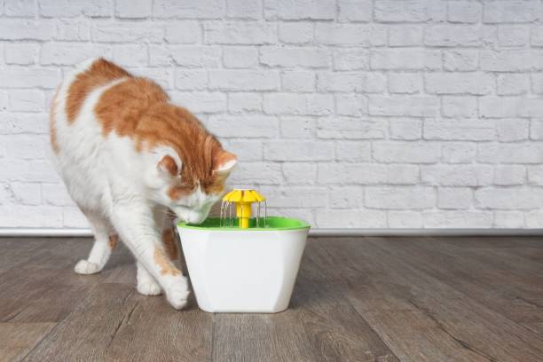 Should You Switch to a Pet Water Fountain?
