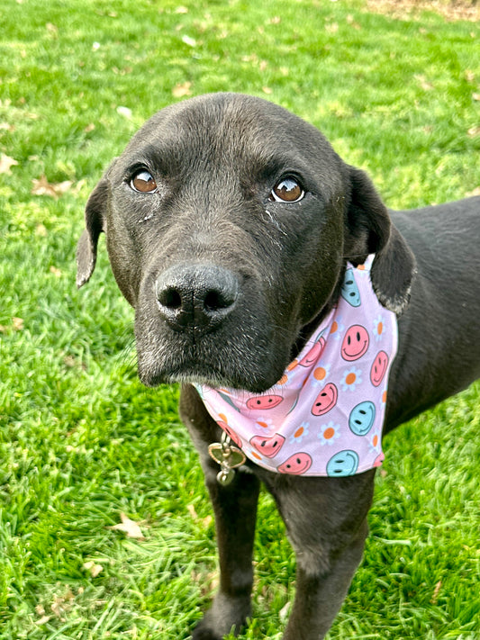Bandanas