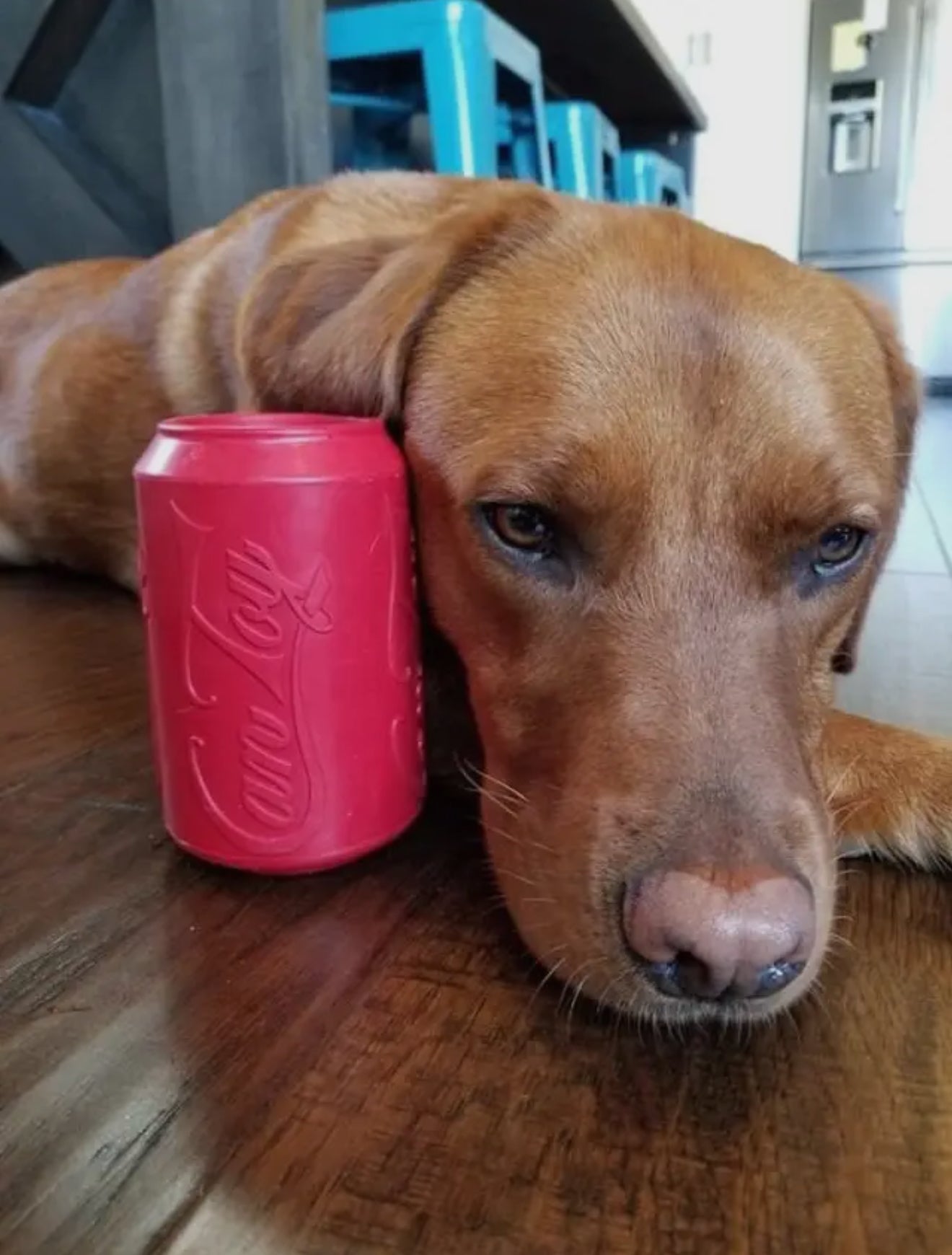 Can Chew Toy