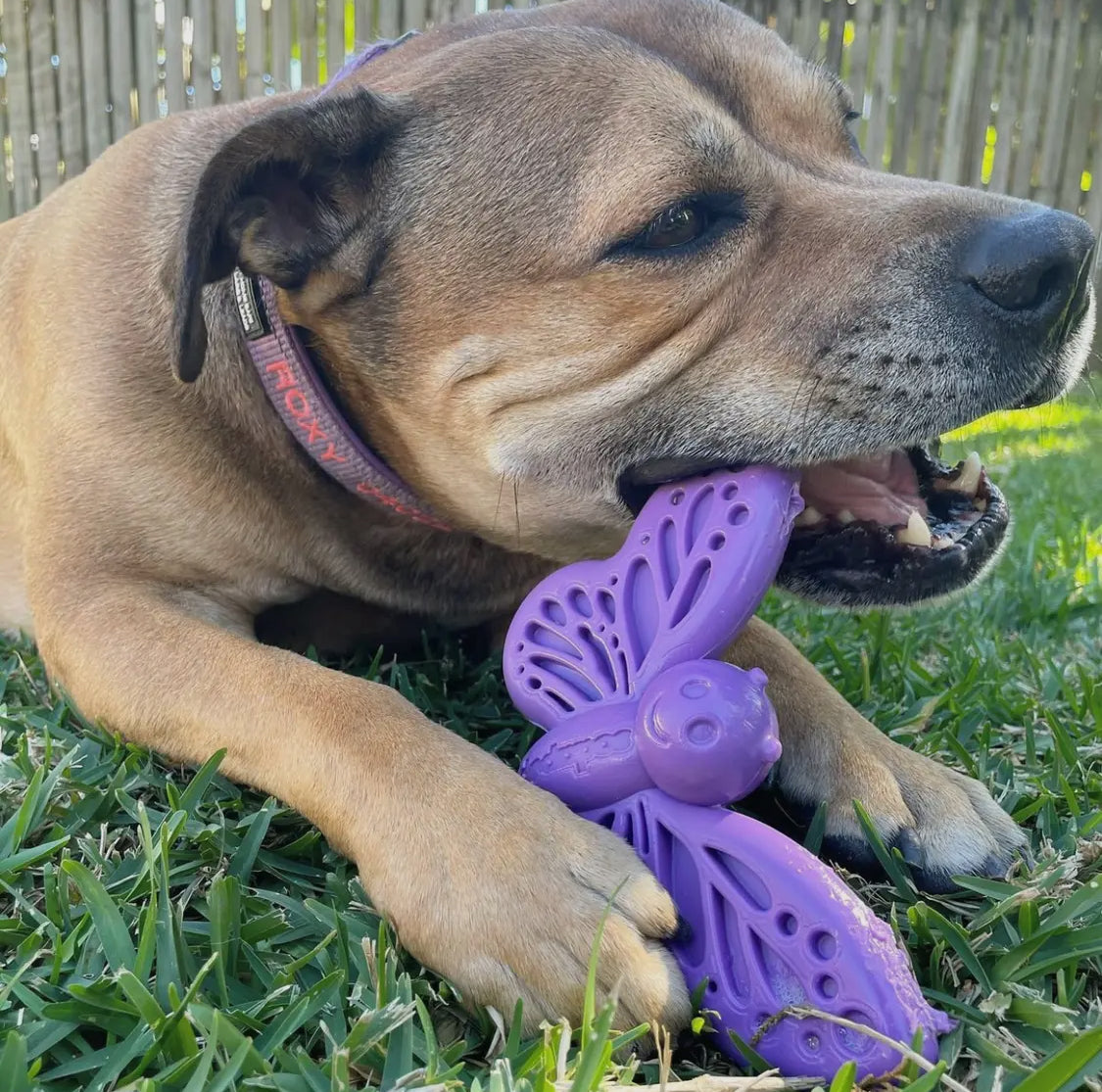 Butterfly Chew Toy